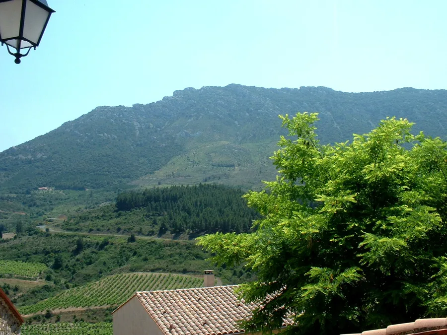 Vignes de Cucugnan dans les Corbières, Aude