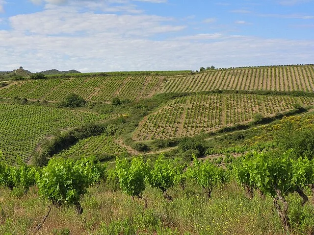 Vignes en coteaux à Villeneuve-lès-Corbières, AOC Corbières